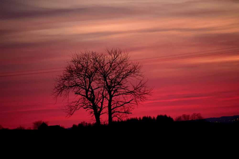 silhouette of bare tree during sunset