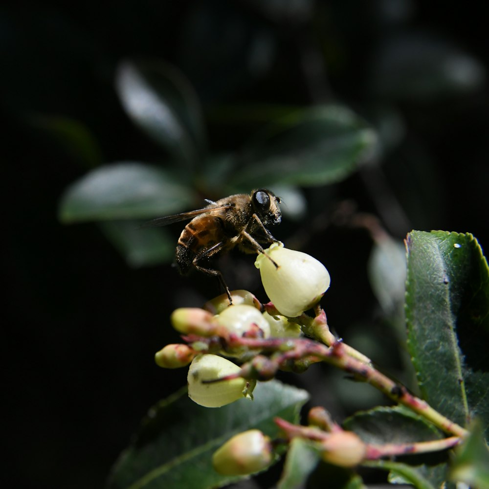 black and yellow bee on white flower