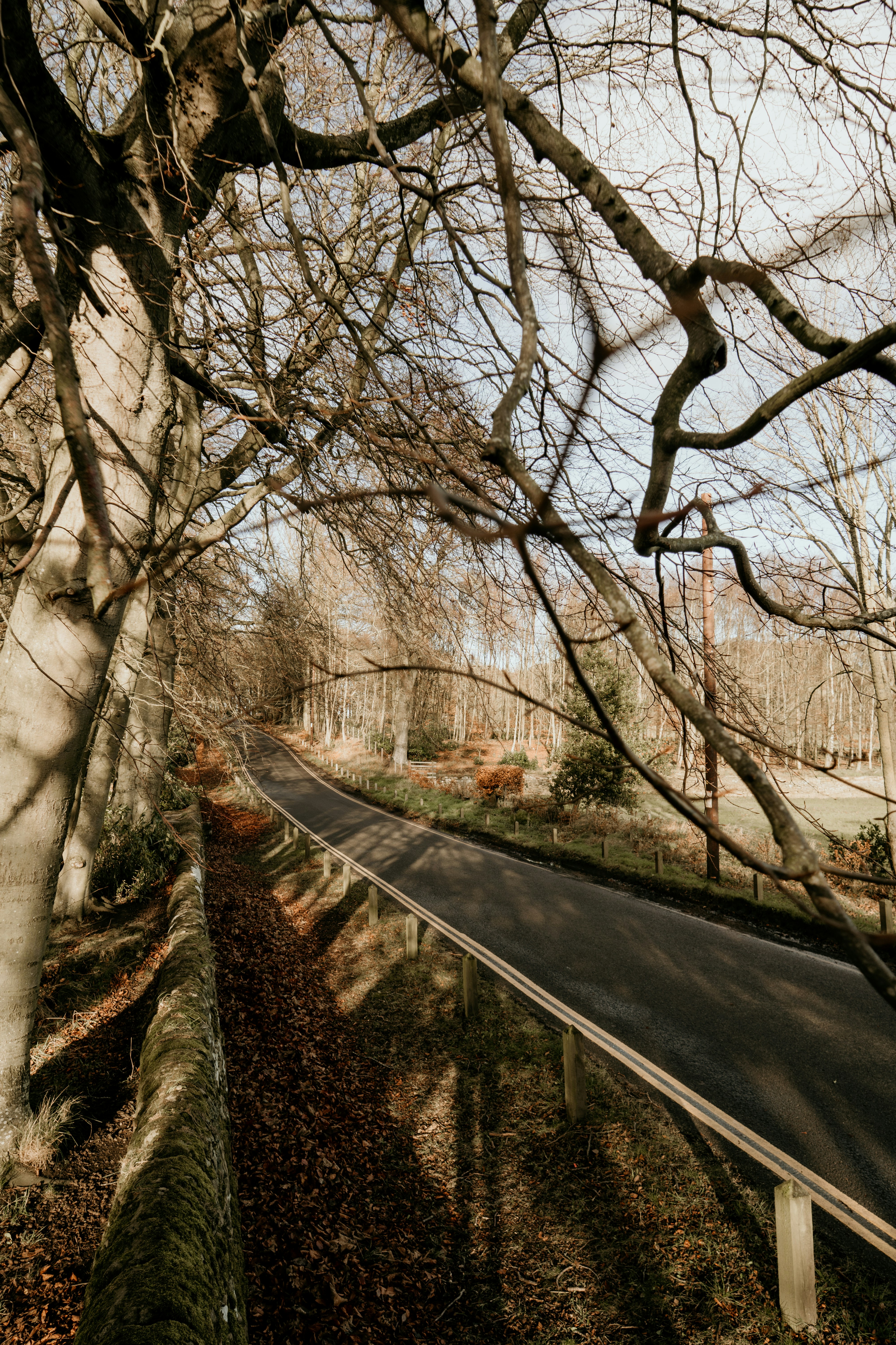 Black asphalt road between bare trees photo – Free Road Image on Unsplash
