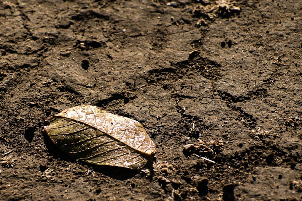 a leaf laying on top of a dirt field