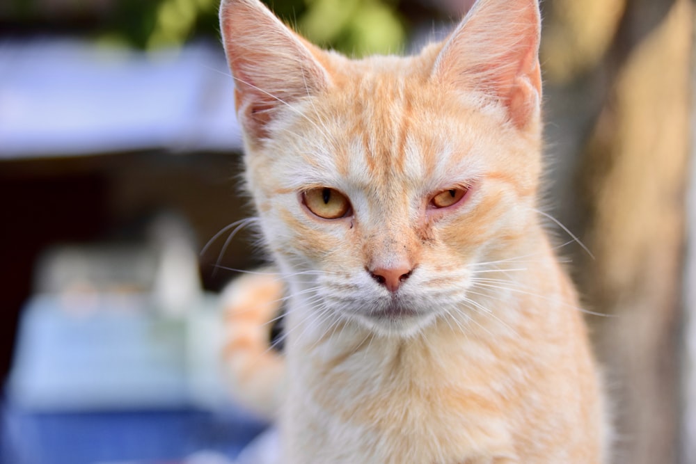 orange tabby cat on blue textile