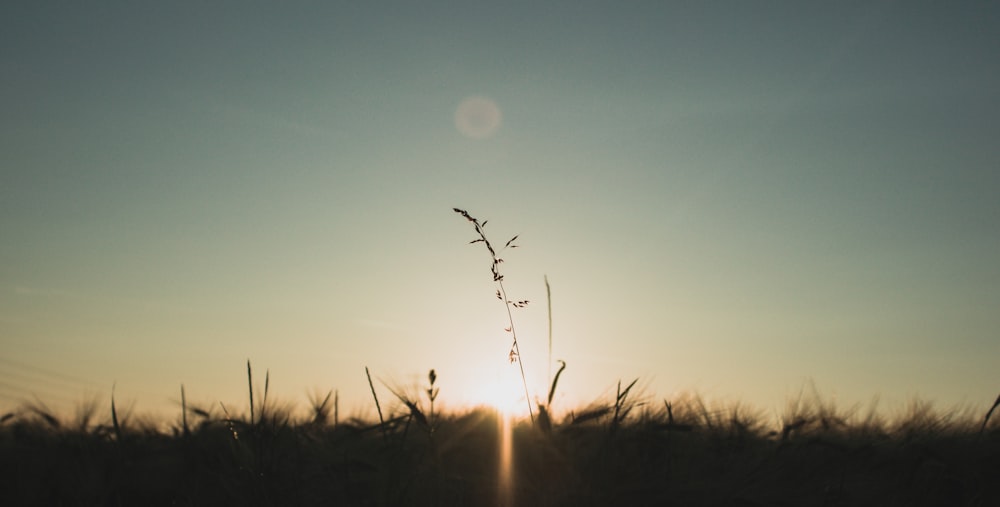 silhouette of grass during sunset