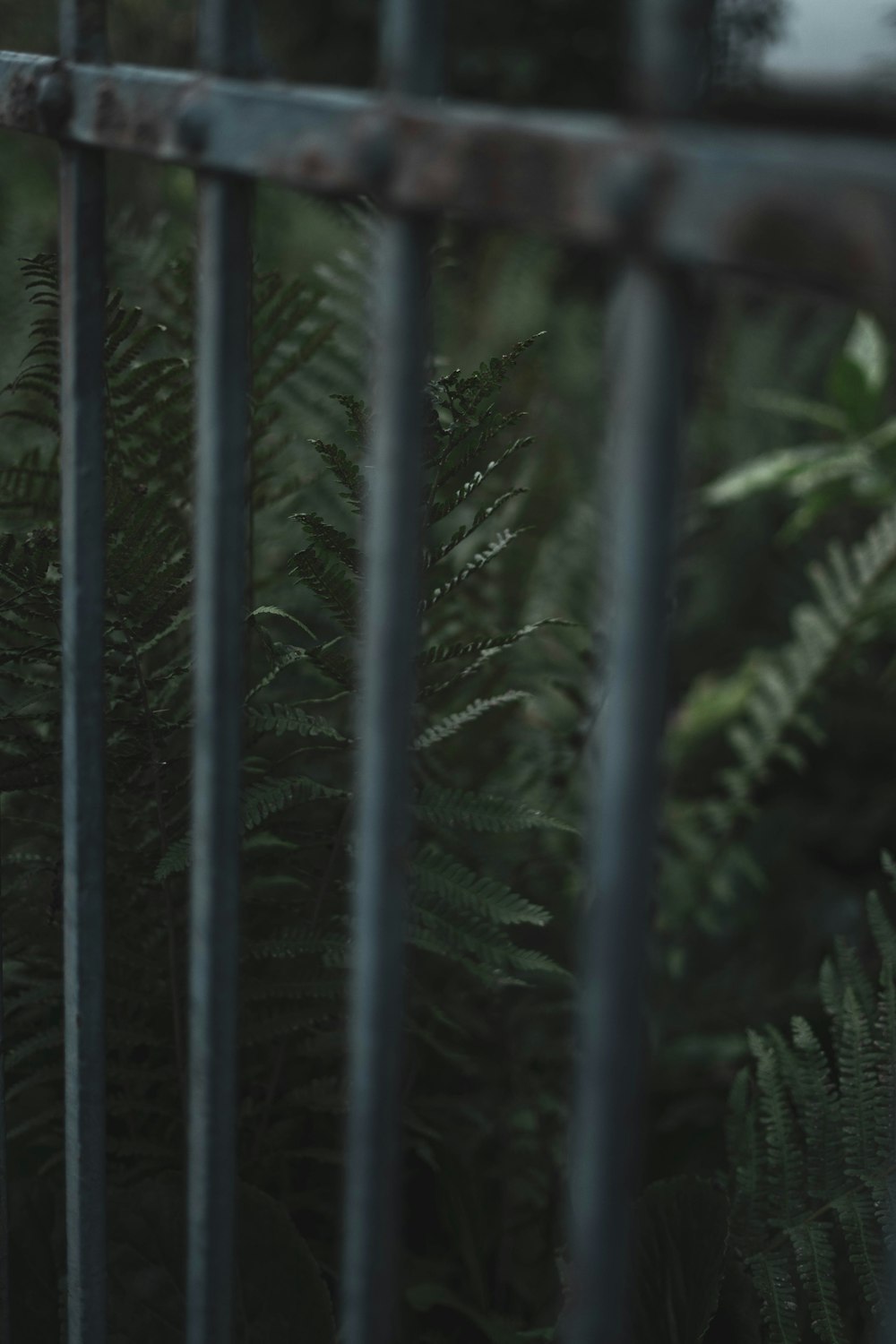 green leaf plant during daytime