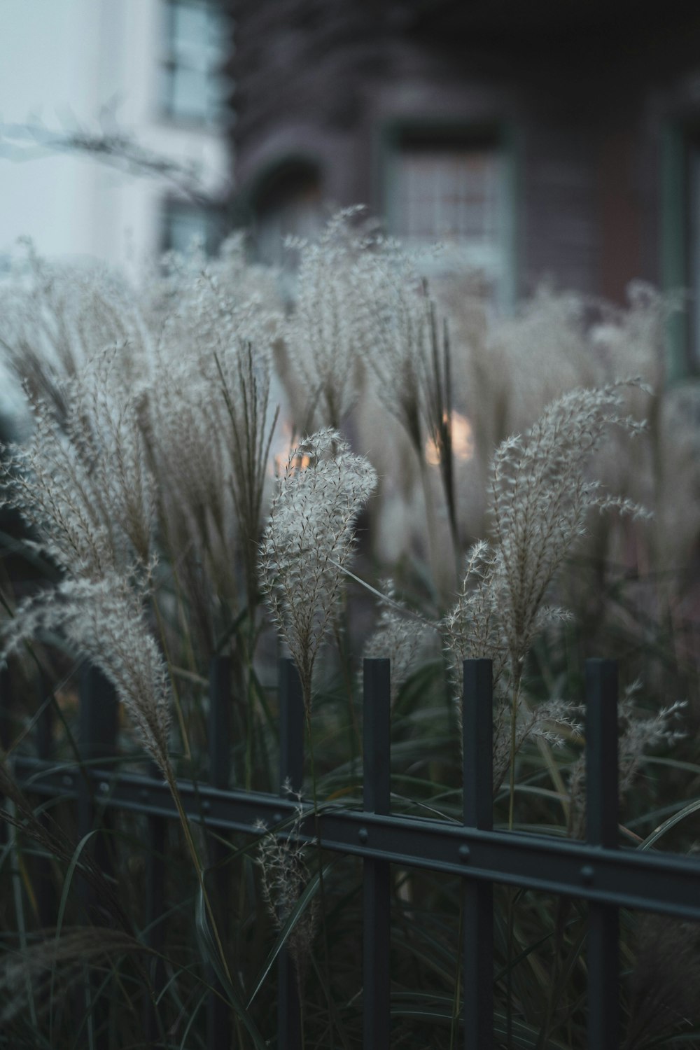 white plant on black metal fence