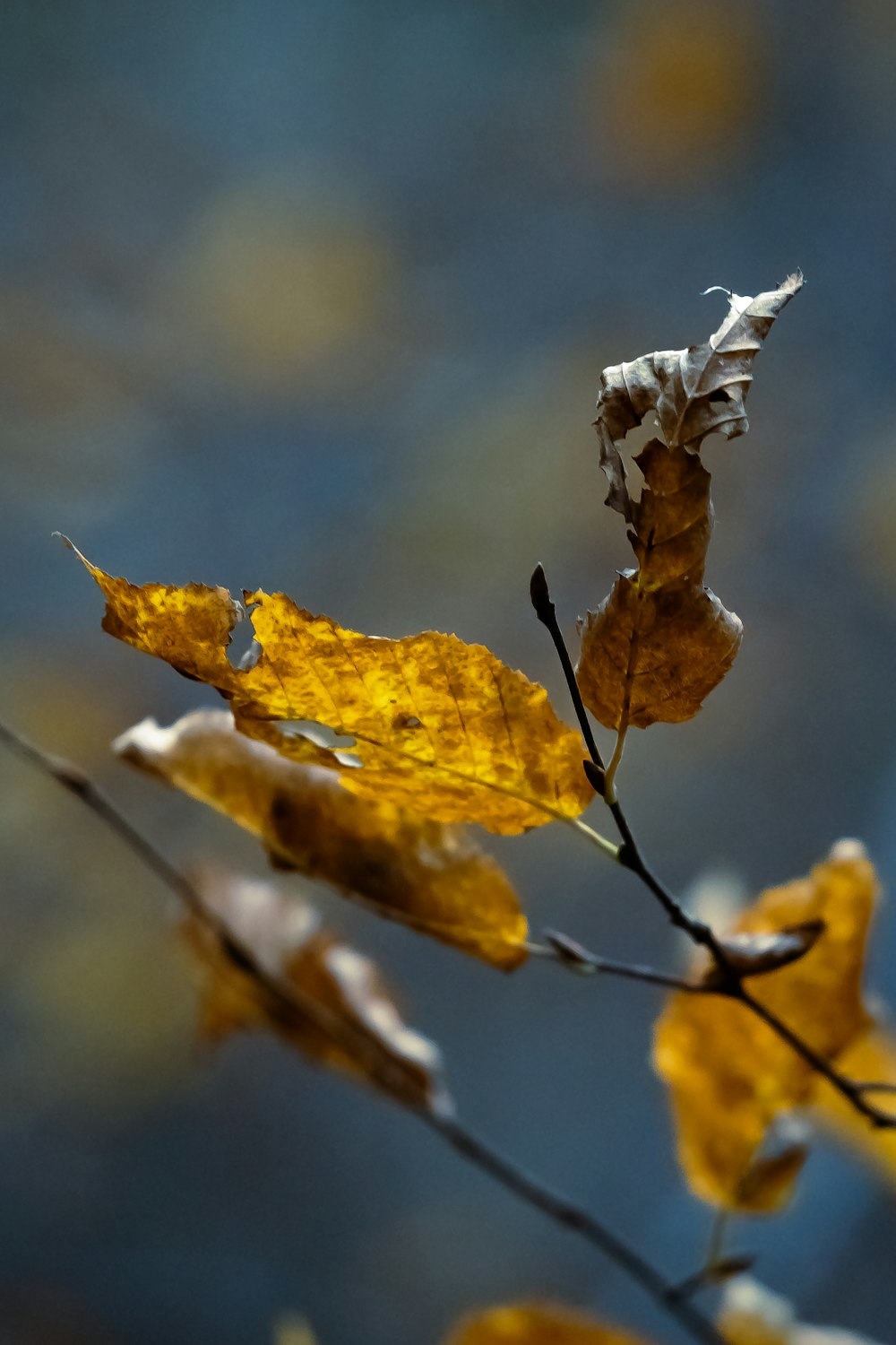 brown dried leaf on brown stem