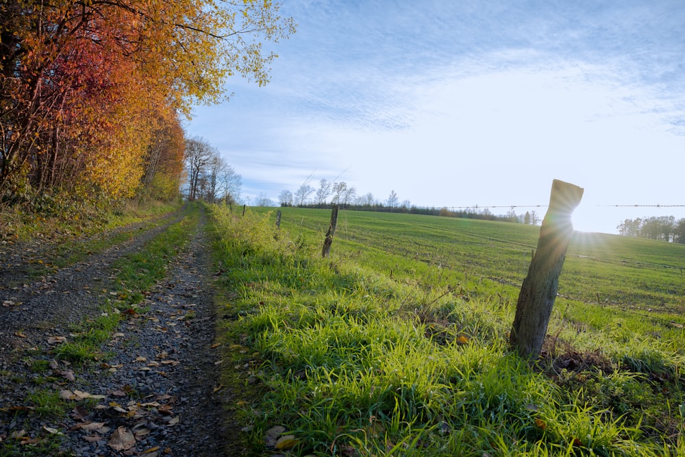 green grass field with trees during daytime