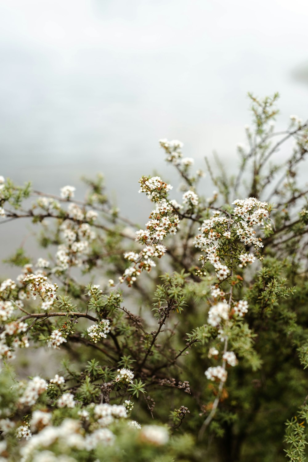 white flowers in tilt shift lens