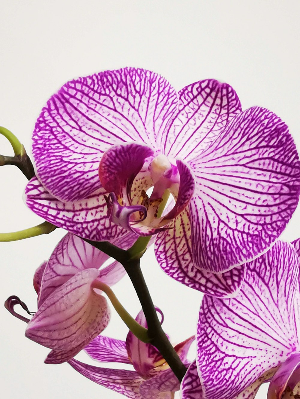 purple moth orchid in bloom close up photo