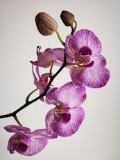 purple moth orchids in close up photography