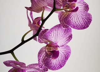 purple moth orchids in close up photography