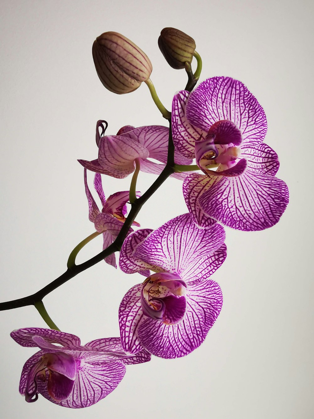 purple moth orchids in close up photography