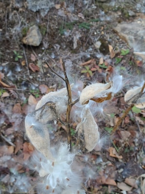 Freshly harvested makhana pods resting in a woven basket outdoors.