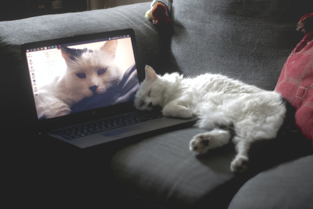 white cat lying on black couch