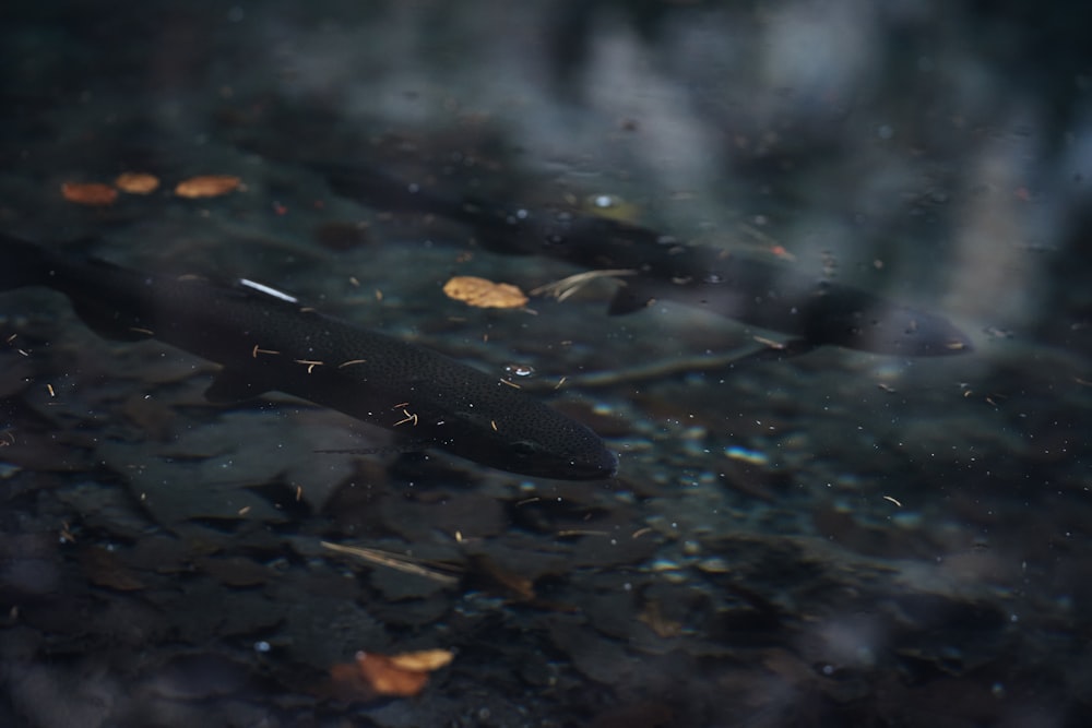 water droplets on black and brown leaves