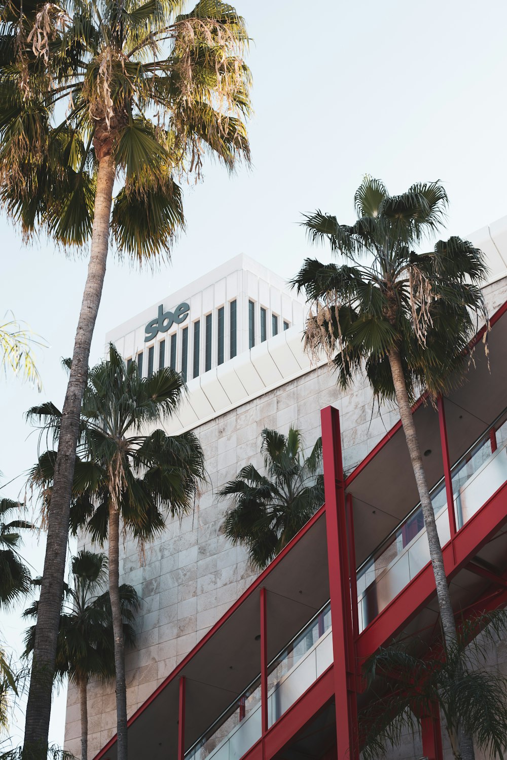 green palm tree near white concrete building