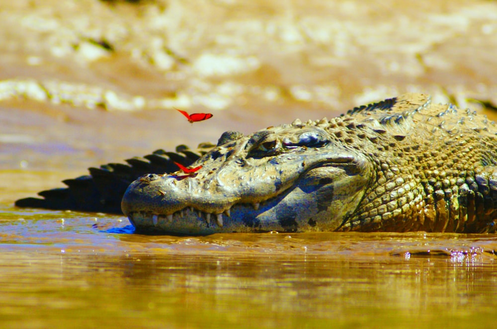 crocodile on water during daytime