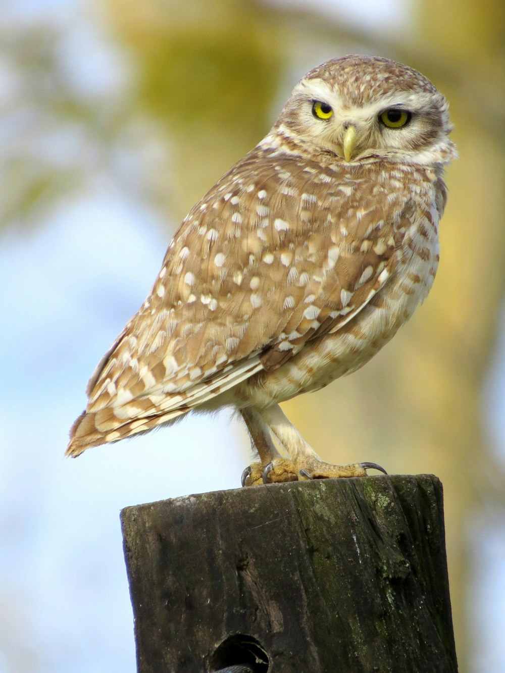 brown and white owl on brown wooden post during daytime