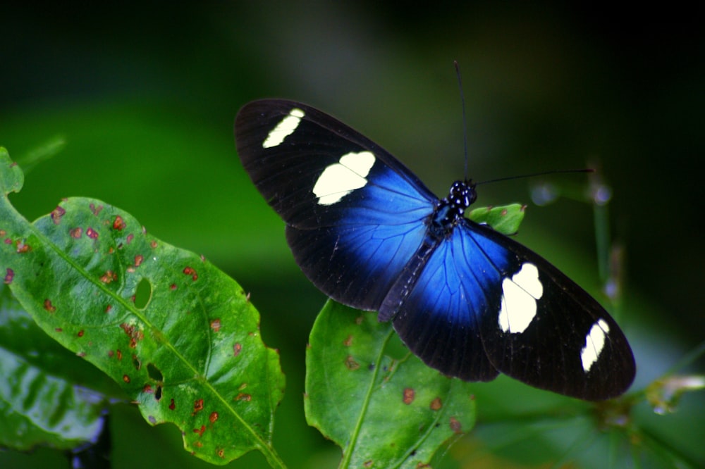 black and white butterfly on green leaf