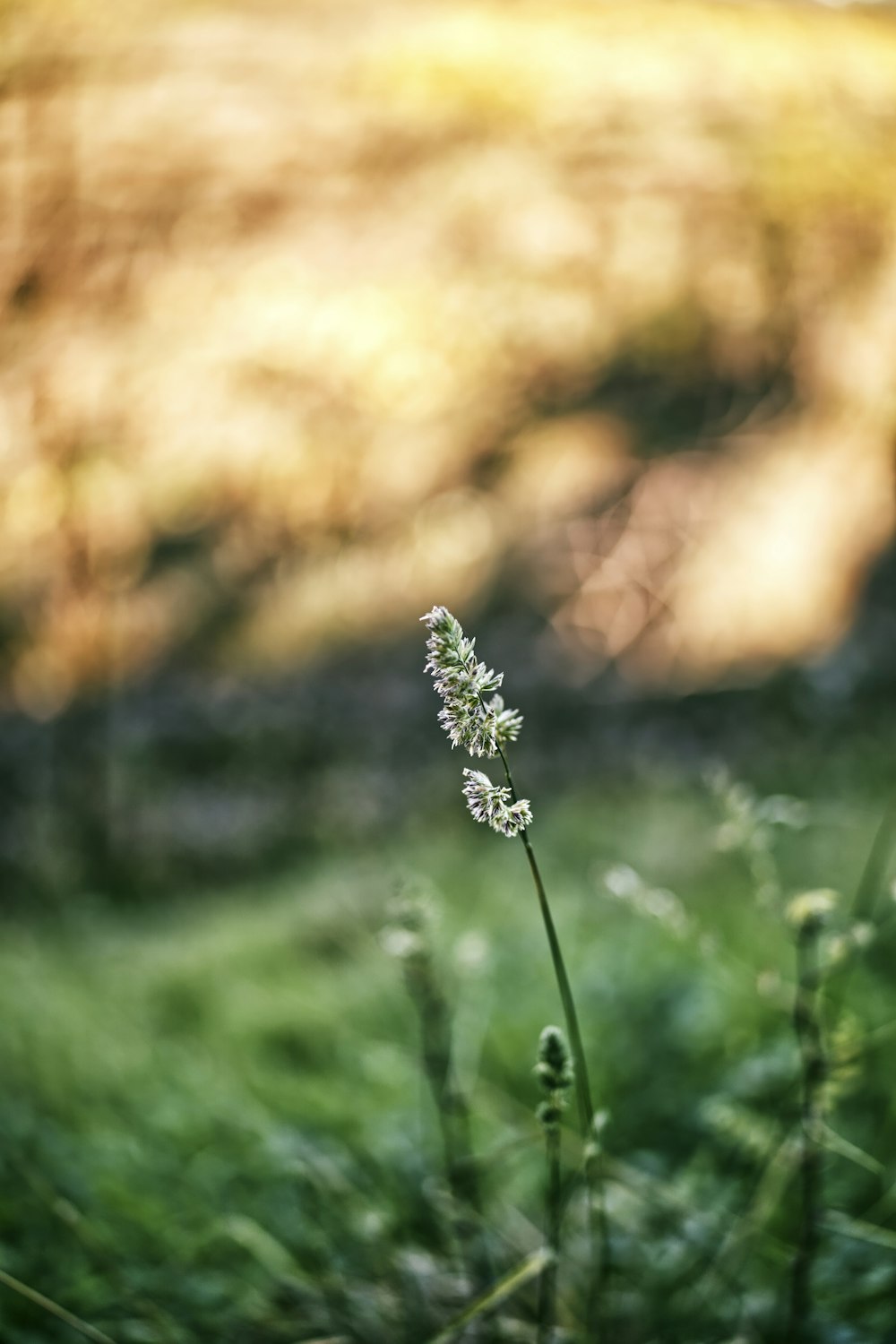 white flower in tilt shift lens