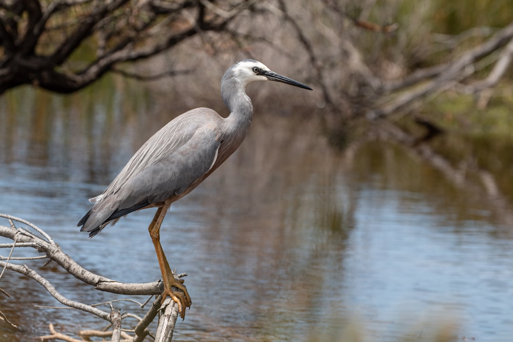 grey heron perched on brown wooden stick in water