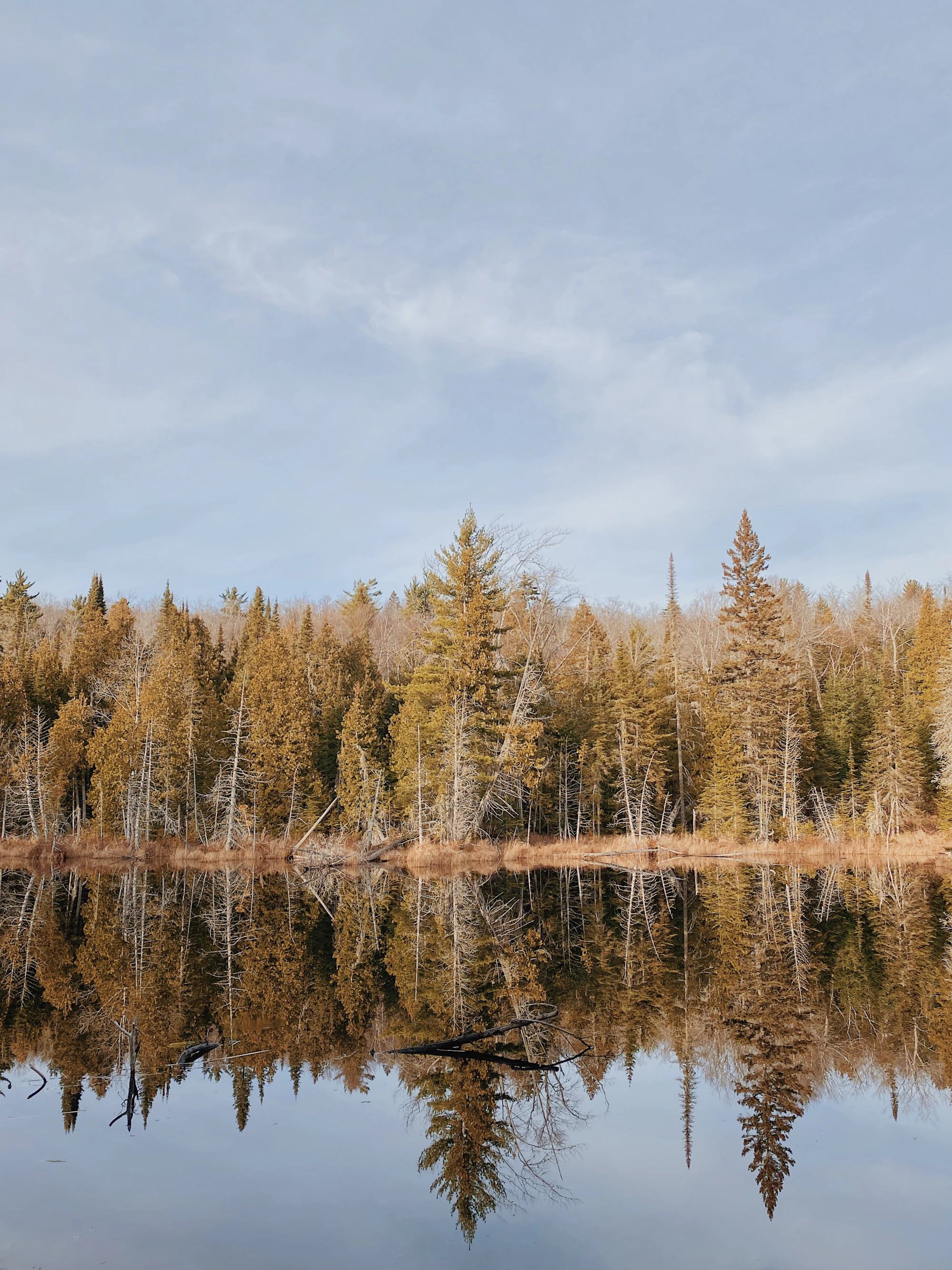 Gold and green conifers reflected in still water near Copper Harbor on Michigan's Keweenaw Peninsula