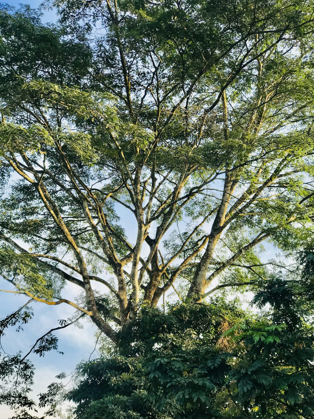 green tree under blue sky during daytime