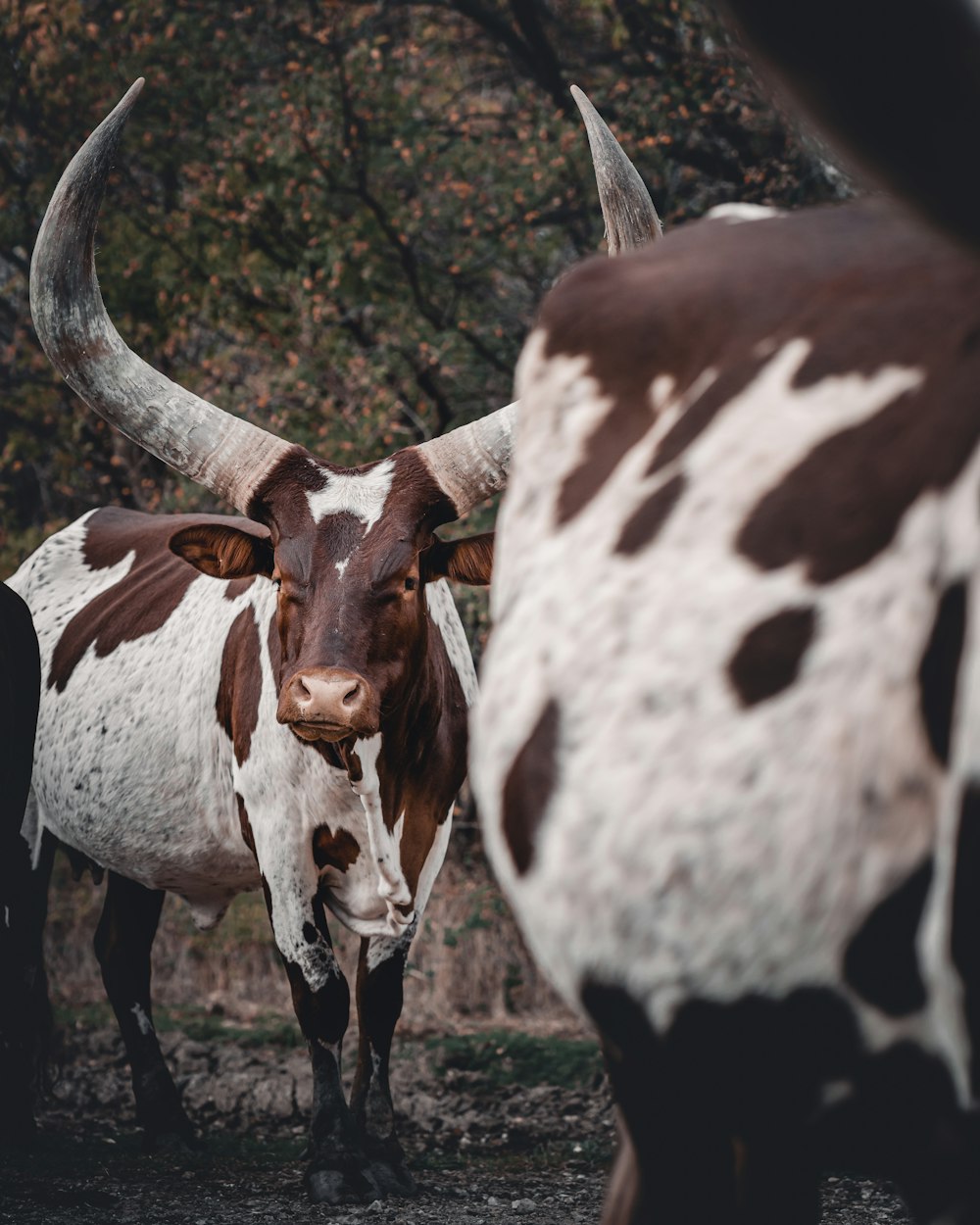 brown and white cow standing on green grass during daytime