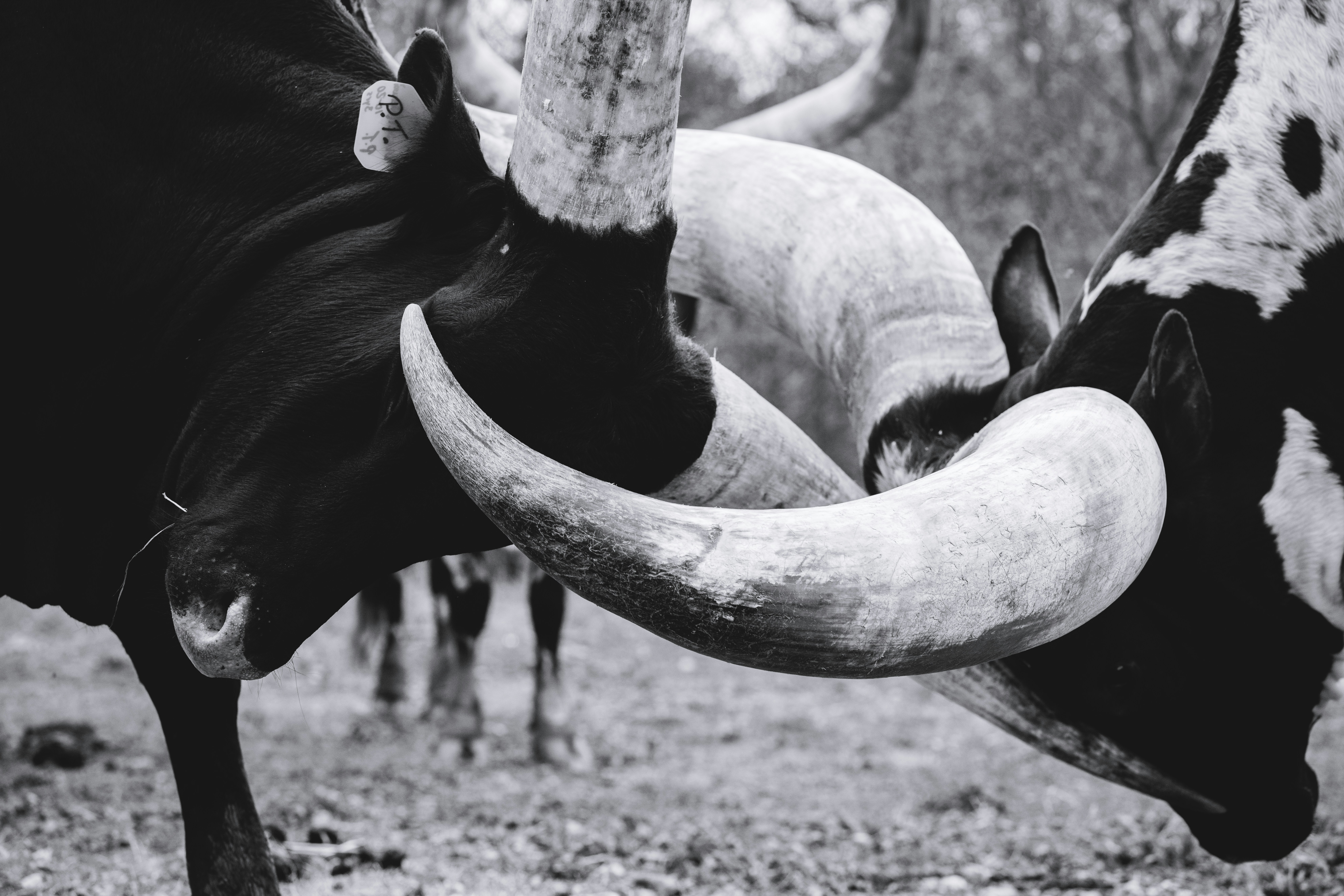 grayscale photo of cows head