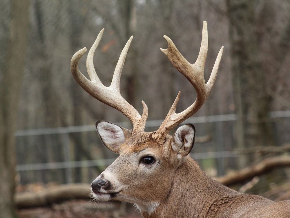 cerf brun dans une cage