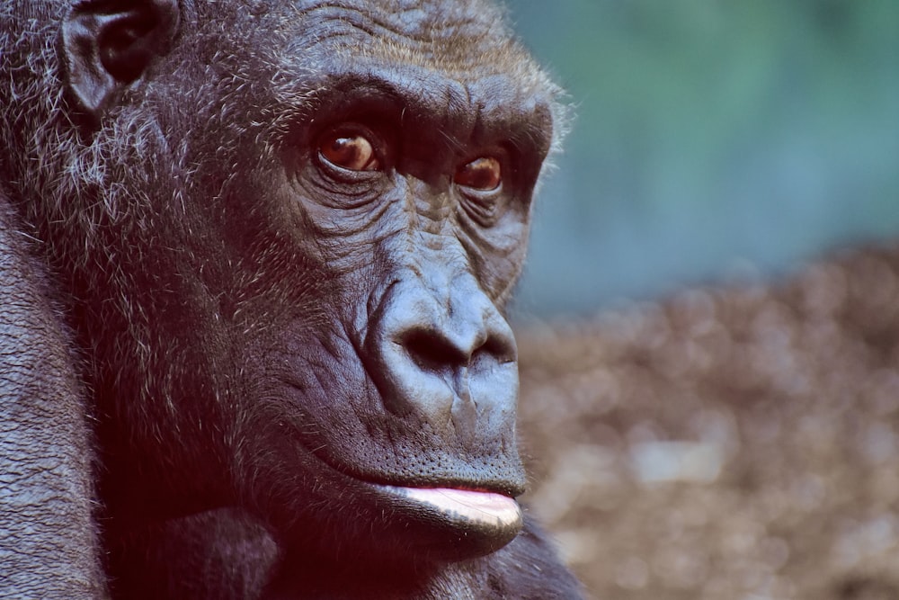 black gorilla in close up photography