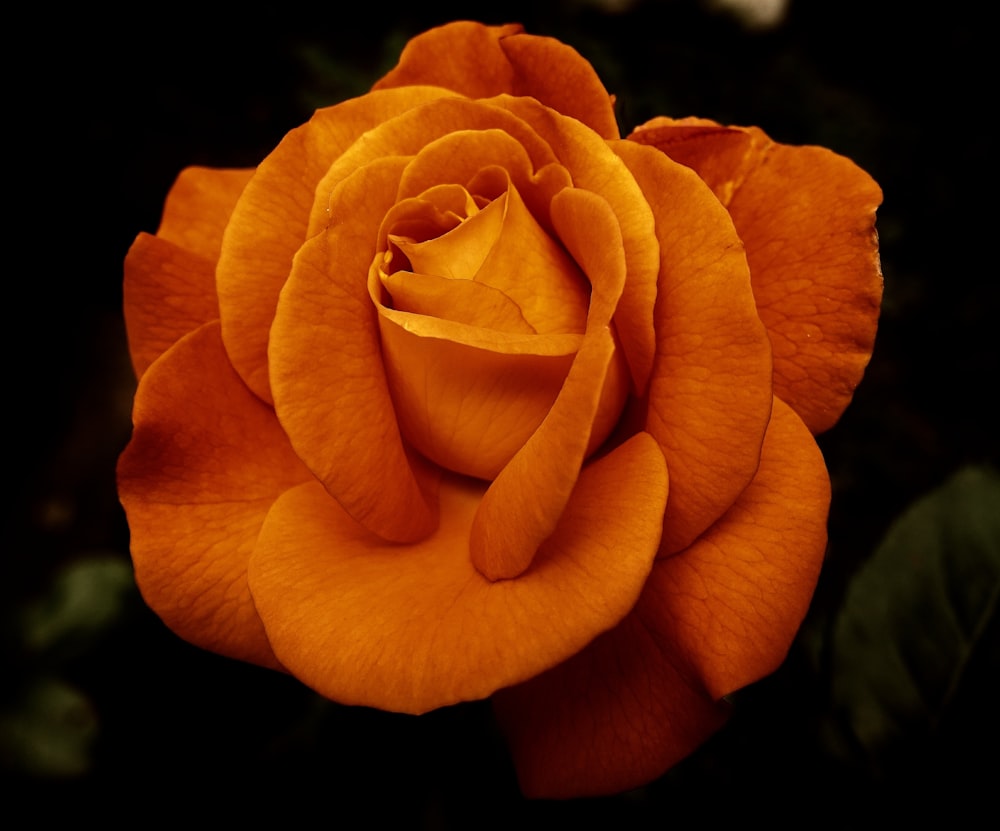 rosa amarilla en flor foto de primer plano