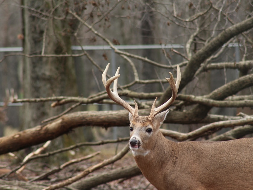 Hunting ground blind set up at the edge of a meadow with deer trail