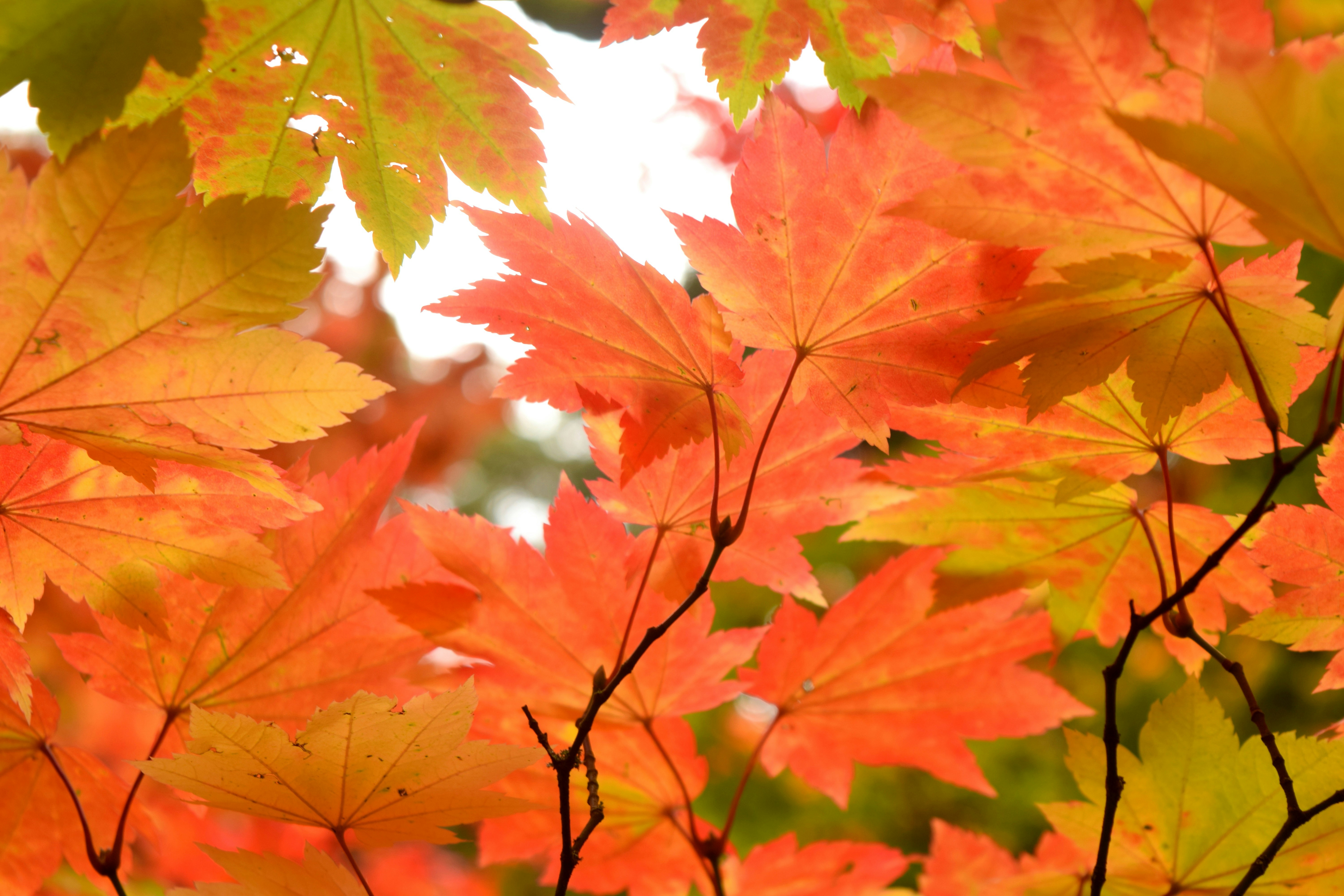 red and white maple leaves