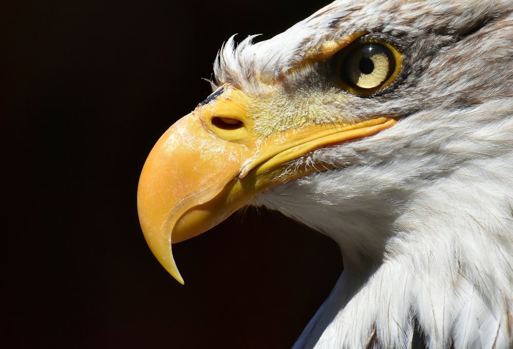 white and brown eagle in close up photography