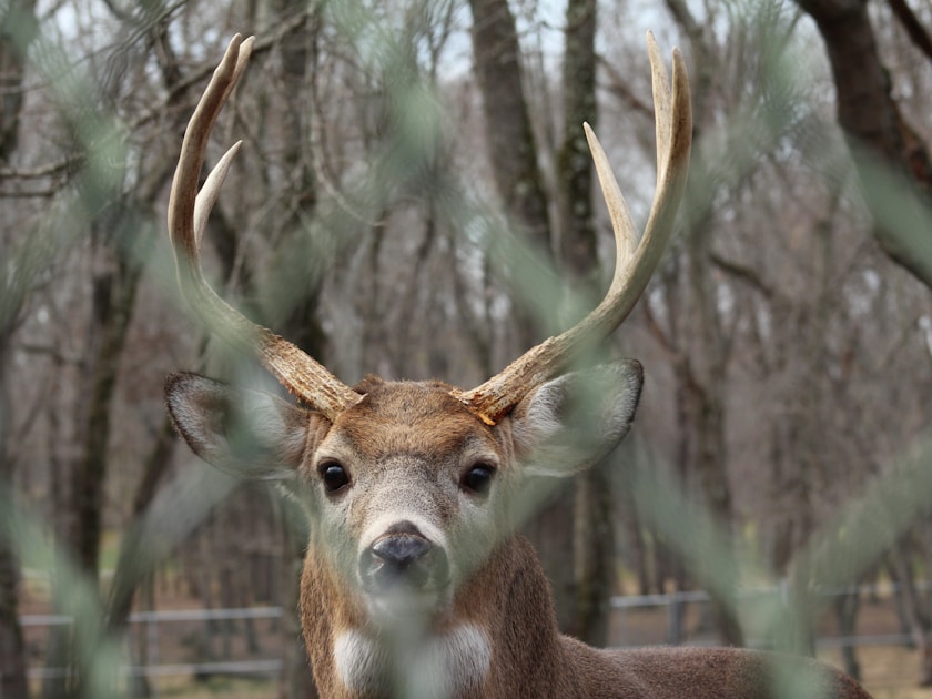 Hunter moving slowly through autumn hardwood forest with golden leaves