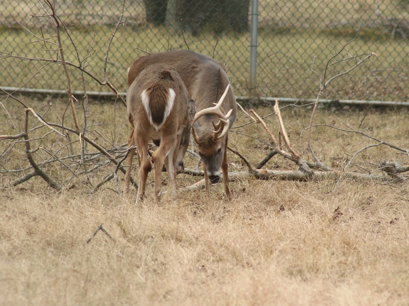 Dense coastal forest in Oregon's Coast Range prime habitat for Columbian blacktail deer
