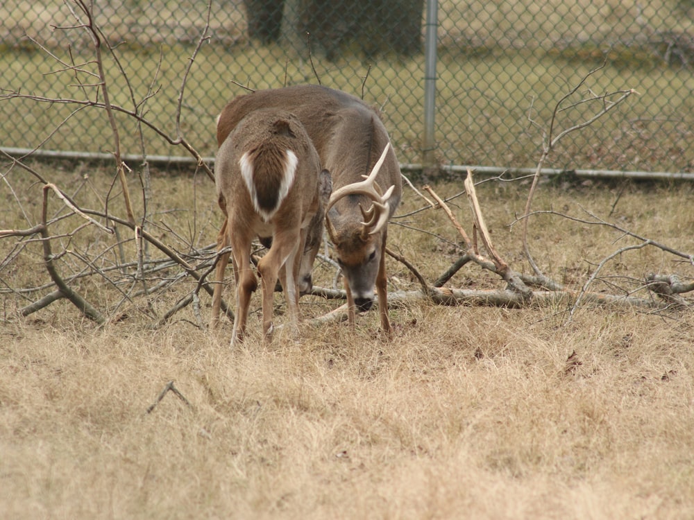 brown animal on brown grass field during daytime