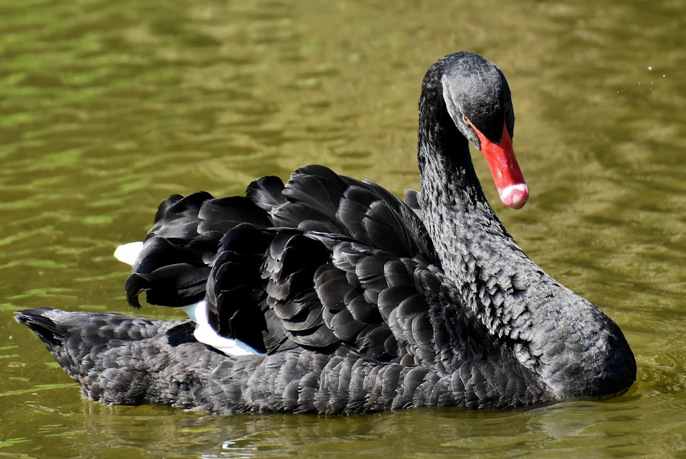 Cisne negro en el cuerpo de agua durante el día