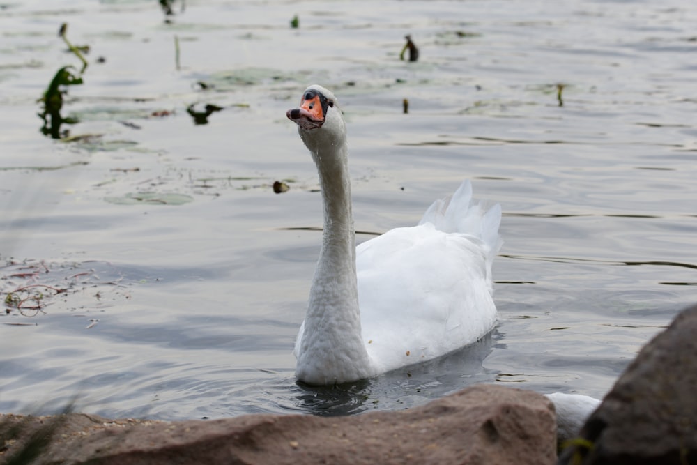 white swan on body of water during daytime