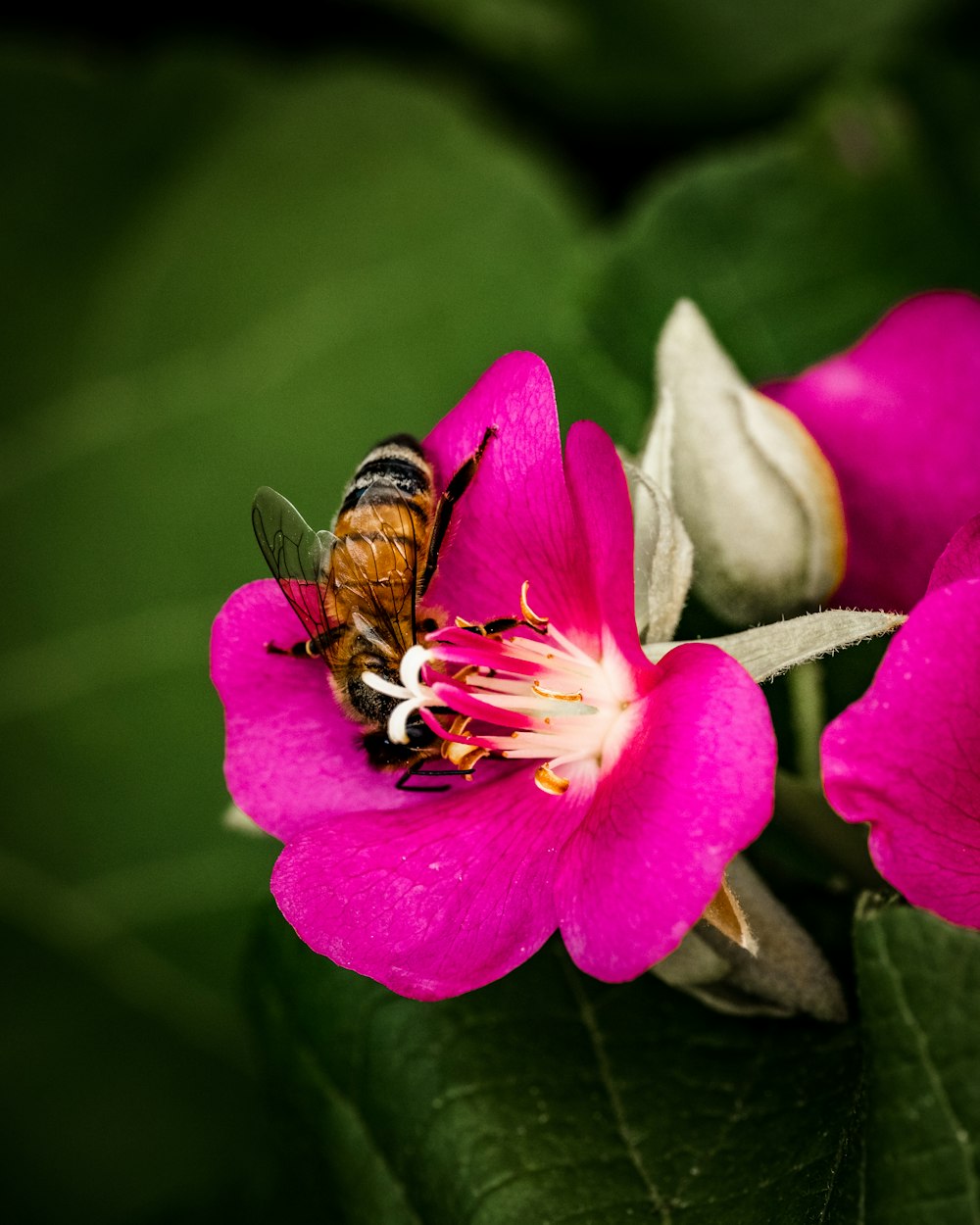 honeybee perched on pink flower in close up photography during daytime