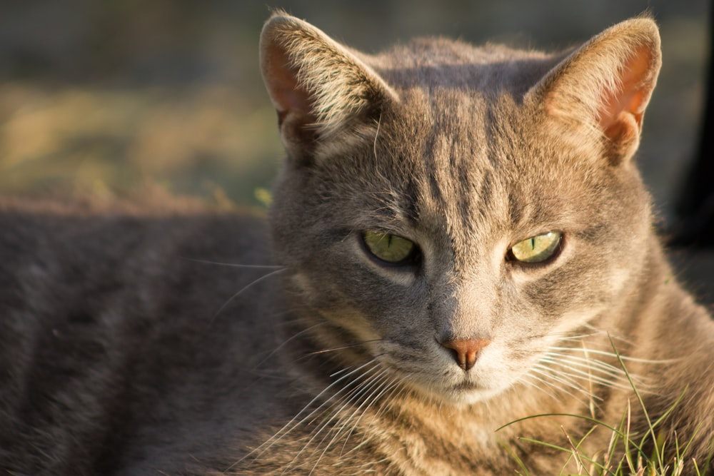 brown tabby cat in close up photography