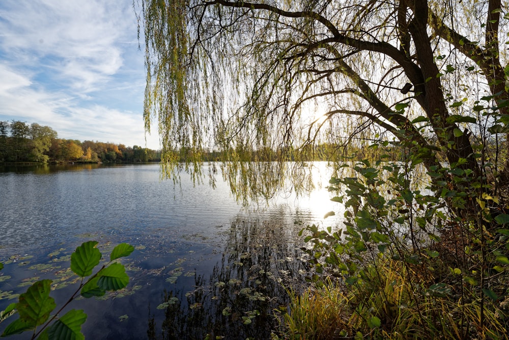 leafless trees on lake side under cloudy sky during daytime