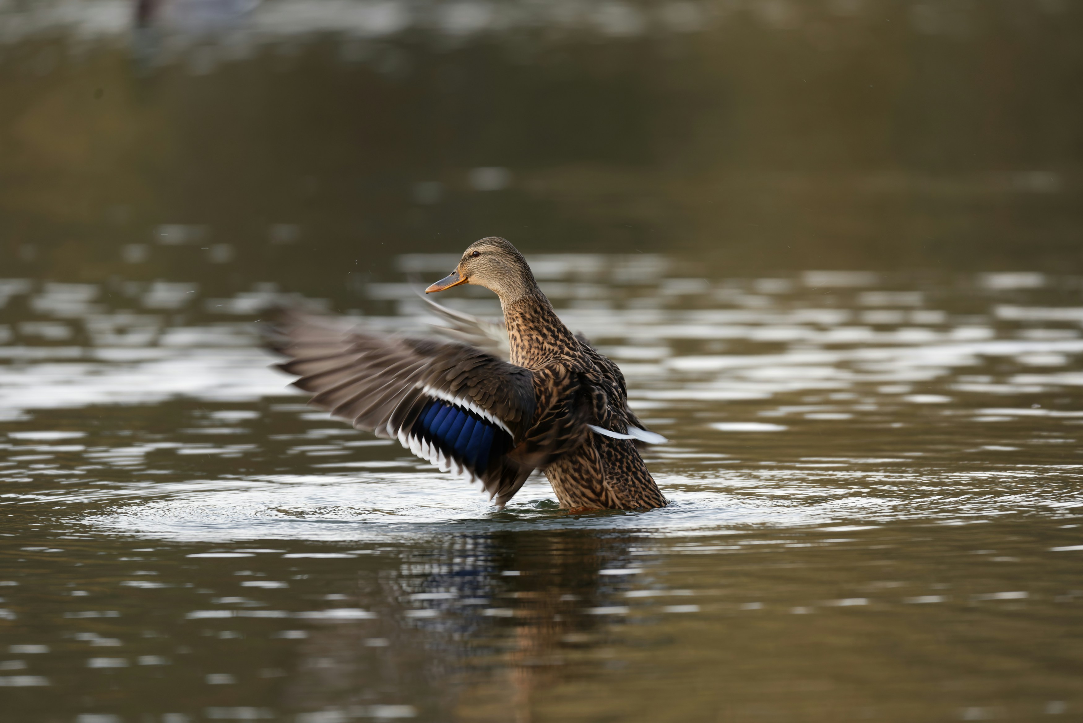 Photo by designbytholen