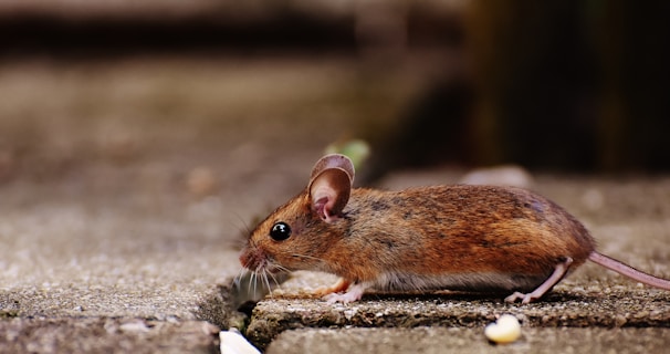 Learn About Mice by NE Region Pest Control