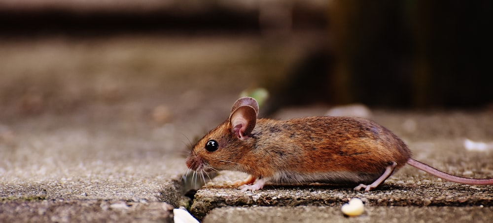 brown and white rodent on gray rock