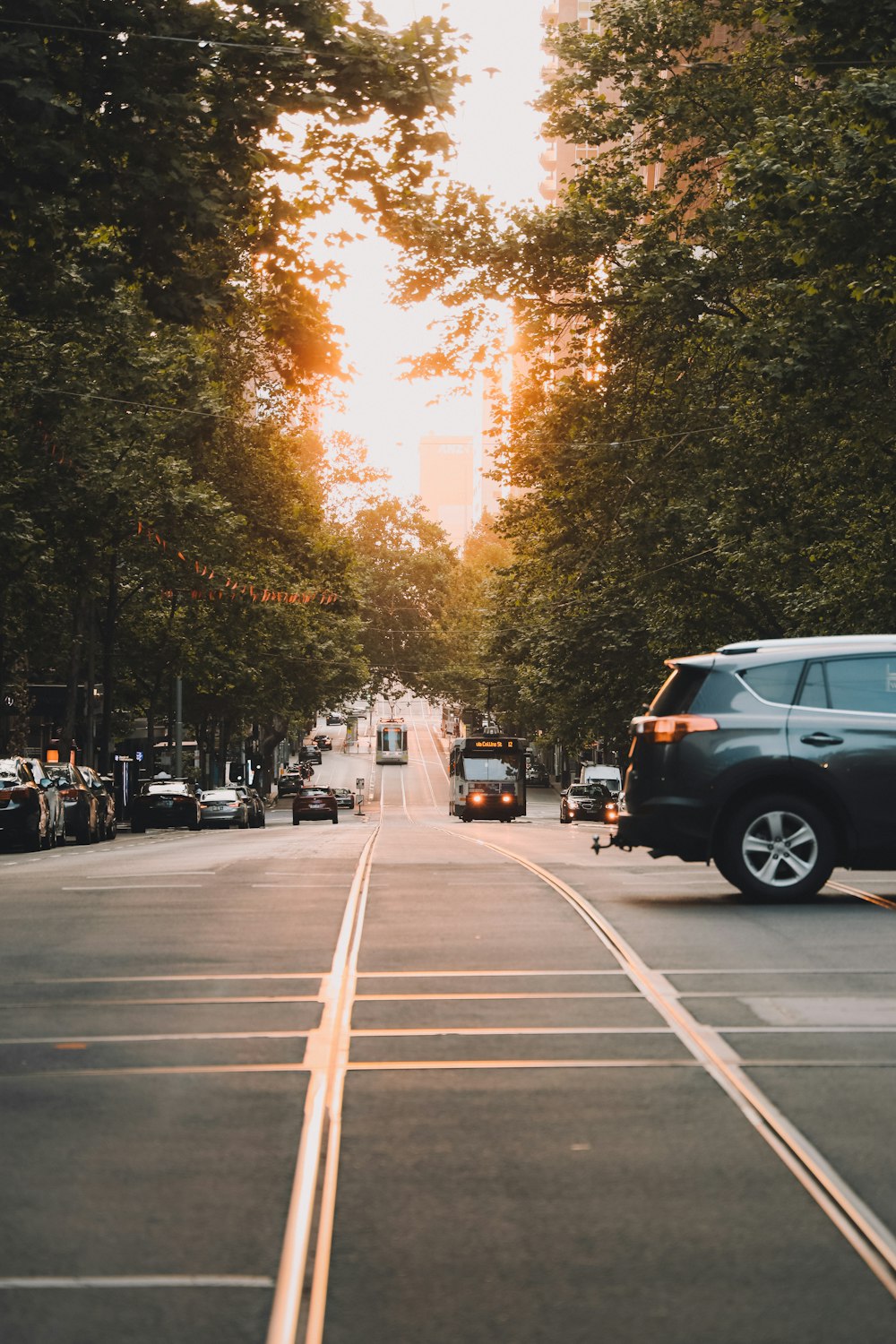 cars on road between trees during daytime