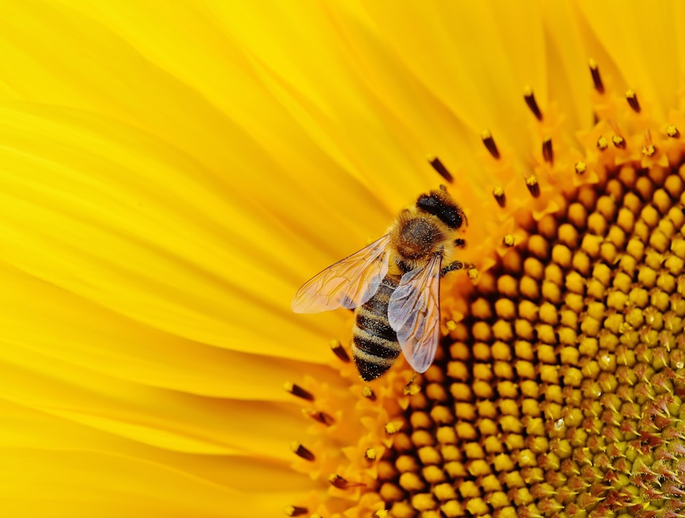 honeybee perched on yellow flower in close up photography during daytime