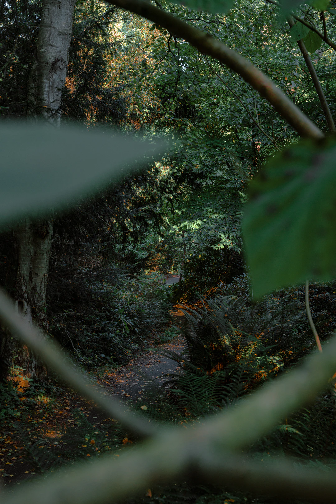 Explora la selva peruana
