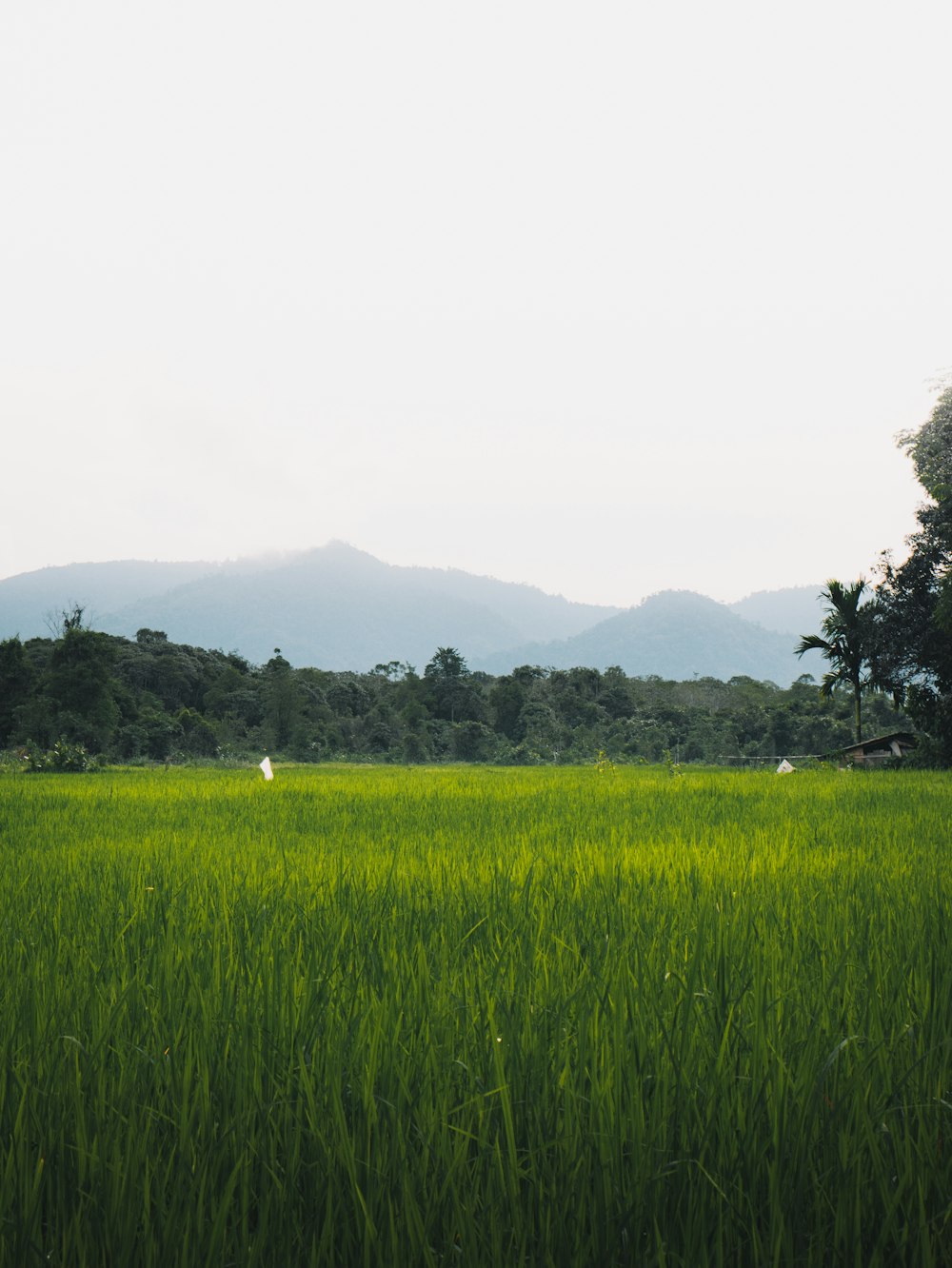 green grass field near green trees under white sky during daytime