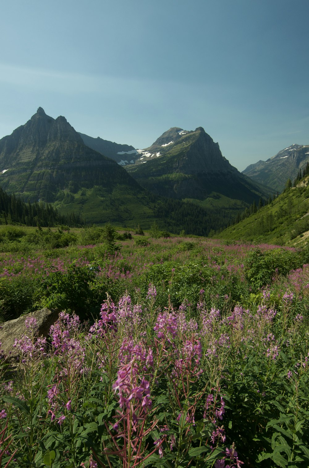 purple flower field near green mountains during daytime